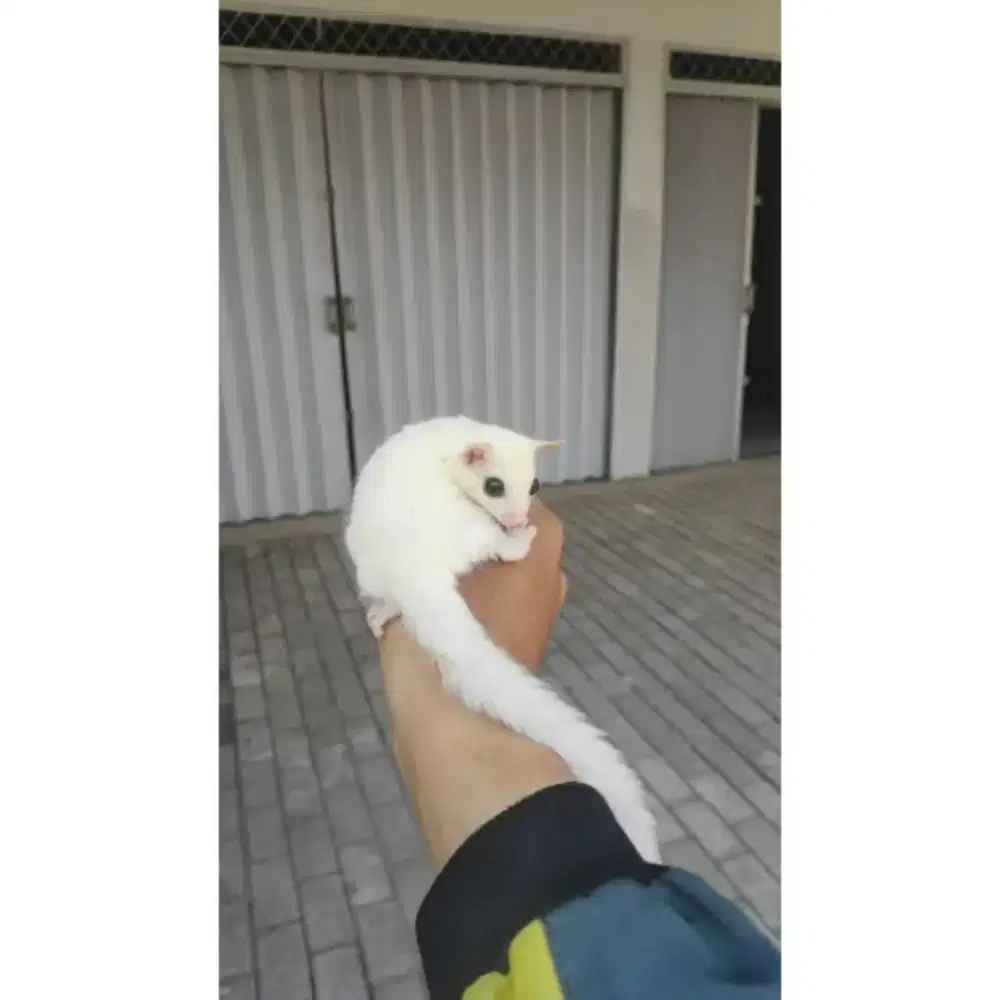 Leu dan grey classic paket lengkap