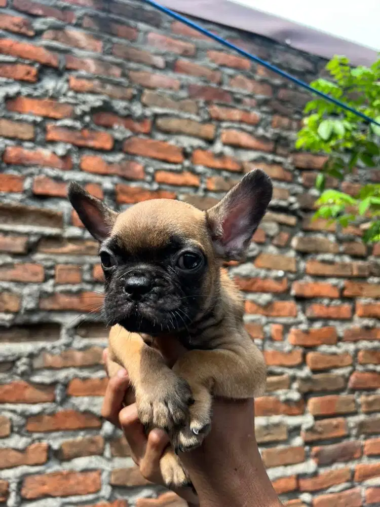 Anjing Frech bulldog