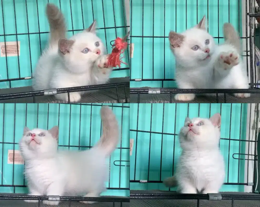 BRITISH SHORTHAIR BSH MUNCHKIN CEBOL PENDEK