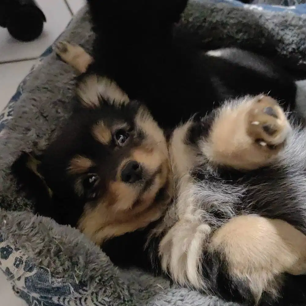 di jual anjing chihuahua mix long hair cewek 3 bulan lucu gemesssss