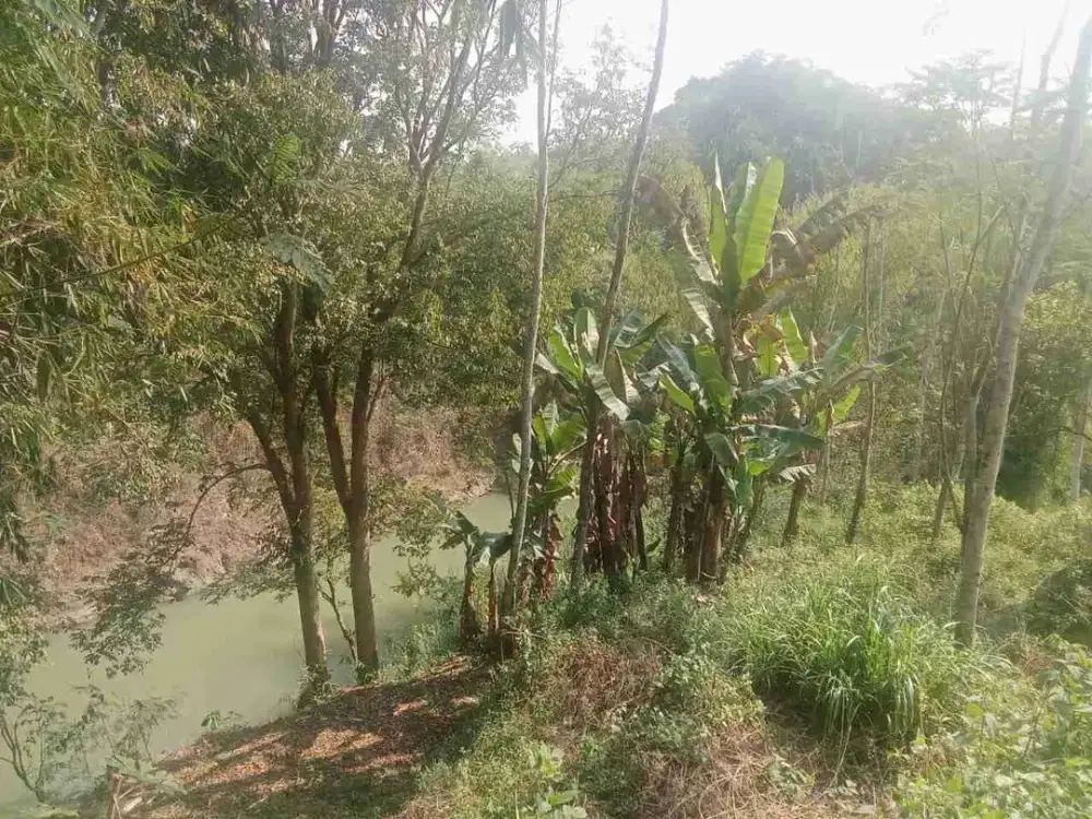 Tanah tegalan produktif samping kali Bolong plus tanaman sengon