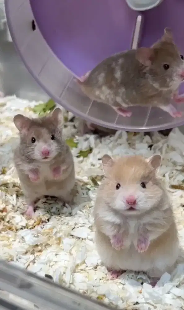 Hamster syrian kualitas bagus