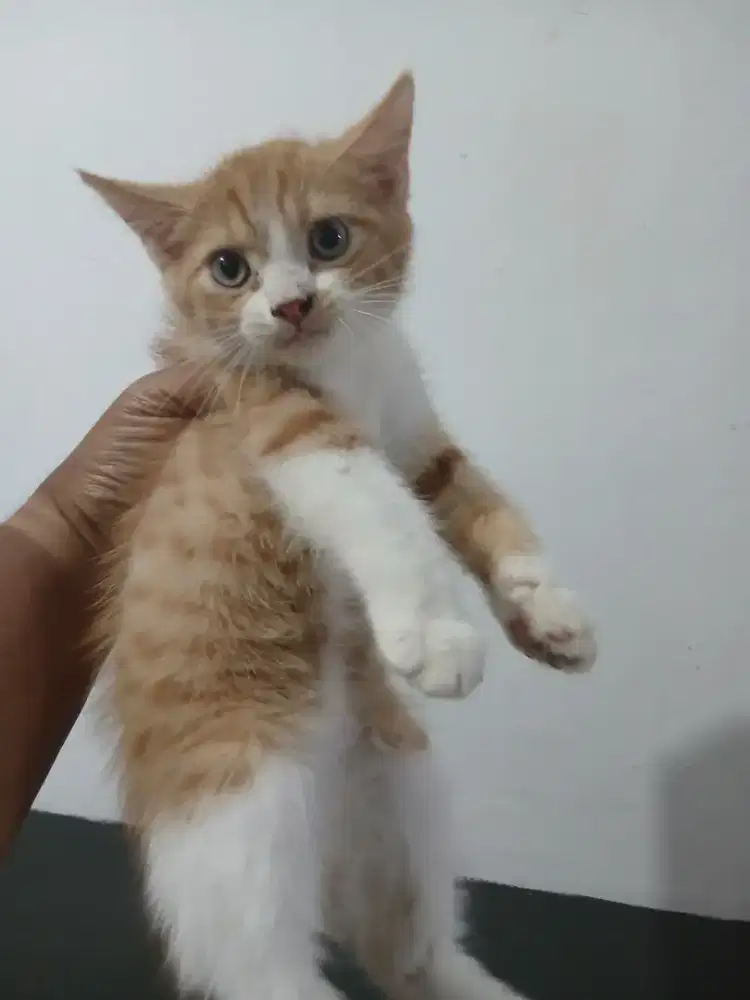 Persia longhair oyen