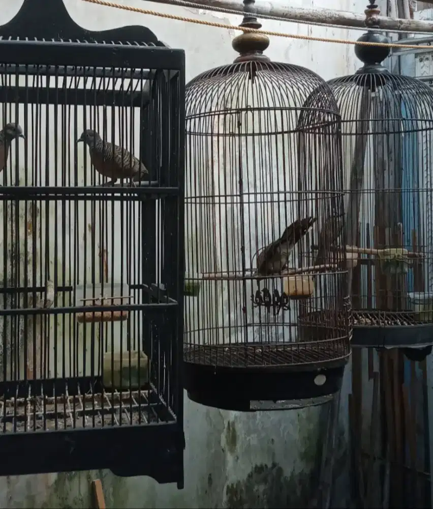 Di jual murah 3 burung,prkutut sm trotoan nuktok