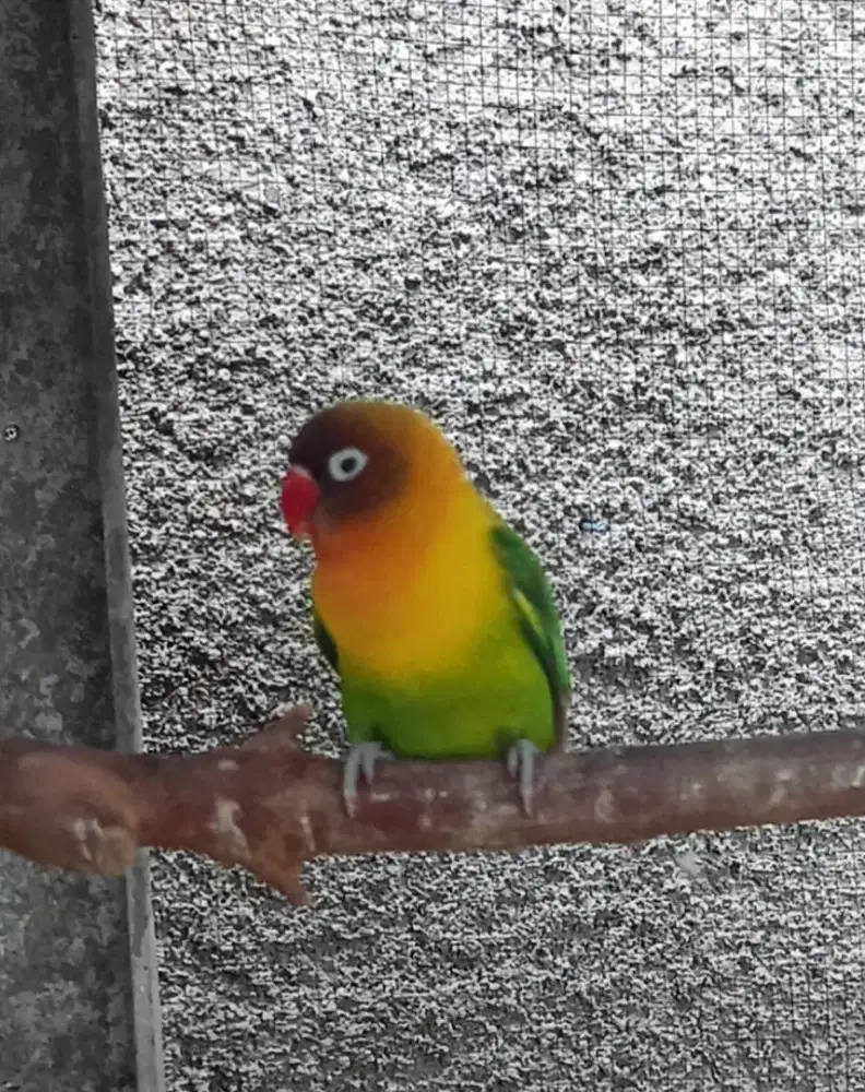 Burung Lovebird