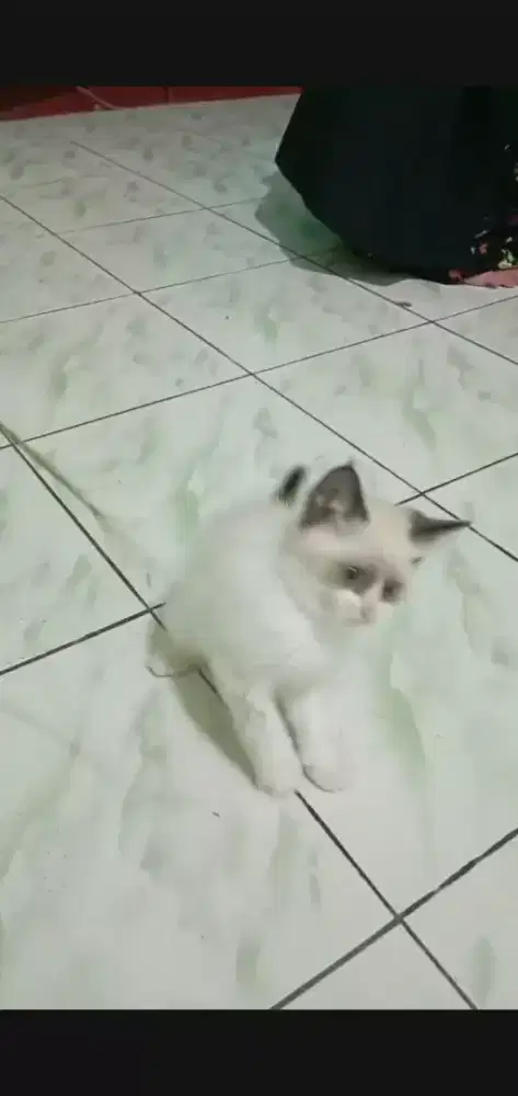 Kitten ragdoll 2 bulanan