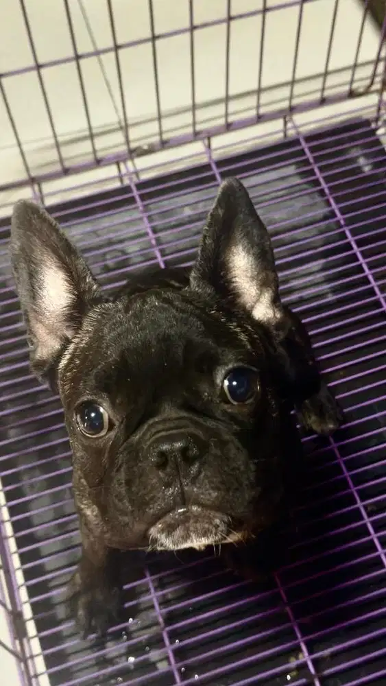 jual anjing frenci betina setambum umur lima bulan sehat ngerti lincah