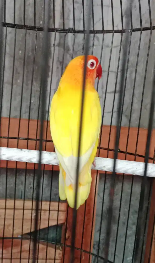 Burung lovebird luntino mata merah