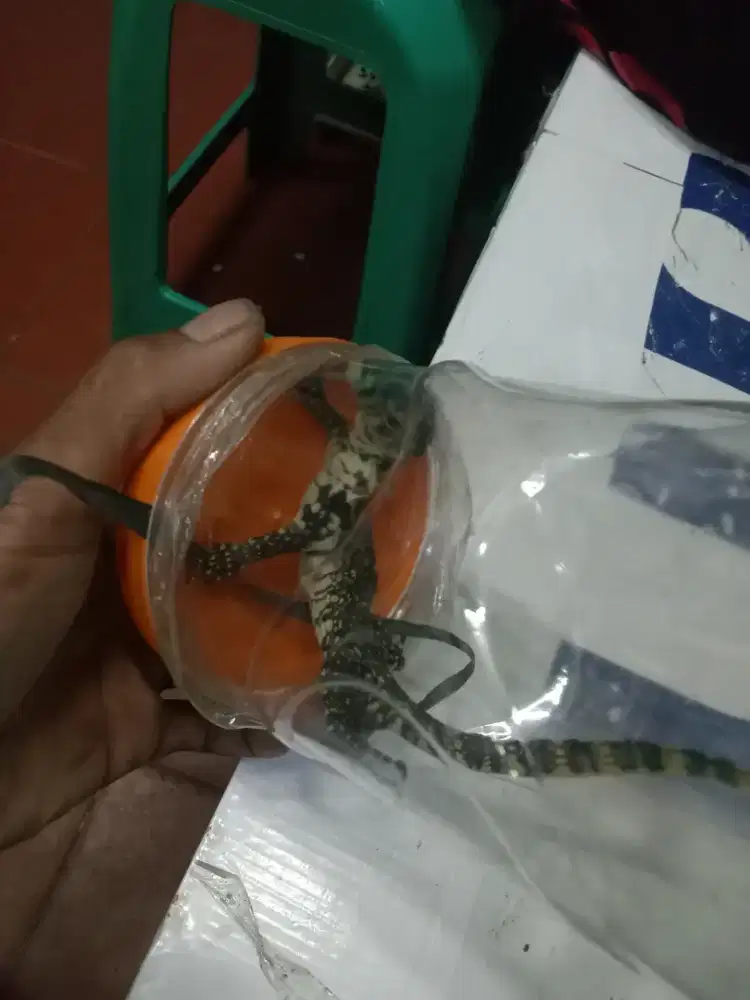 Baby biawak buat ff