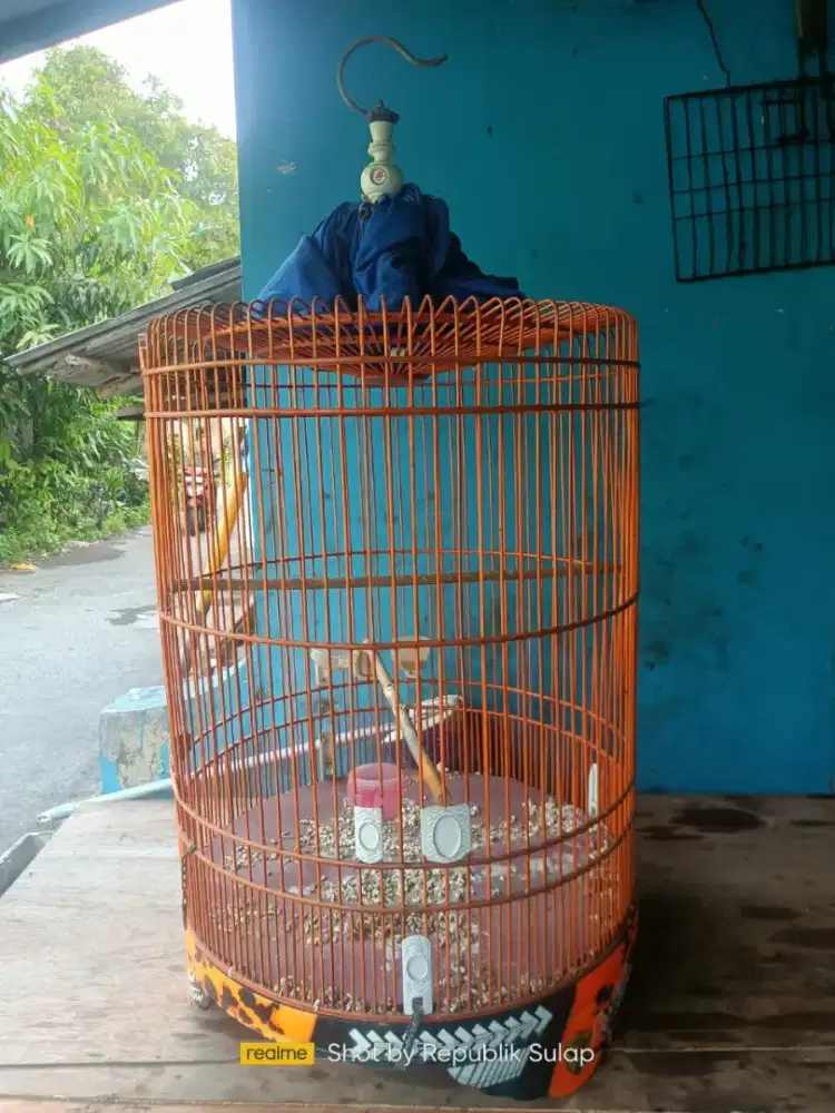 kandang murai merek GWS