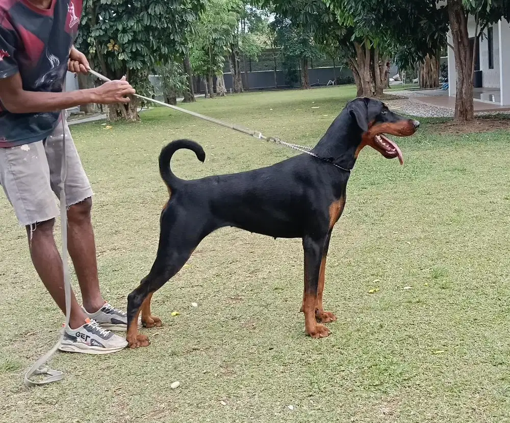 Doberman Betina 1th stb vaksin show quality