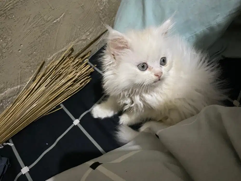 kucing persia putih ibu+kitten