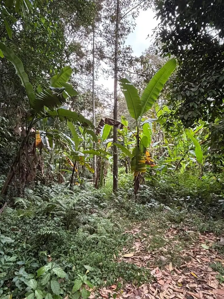 Dijual Tanah Berlokasi di Keluasa Gianyar Bali