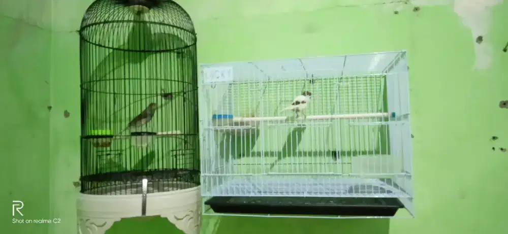 Kenari borong 3ekor: 800rb fs