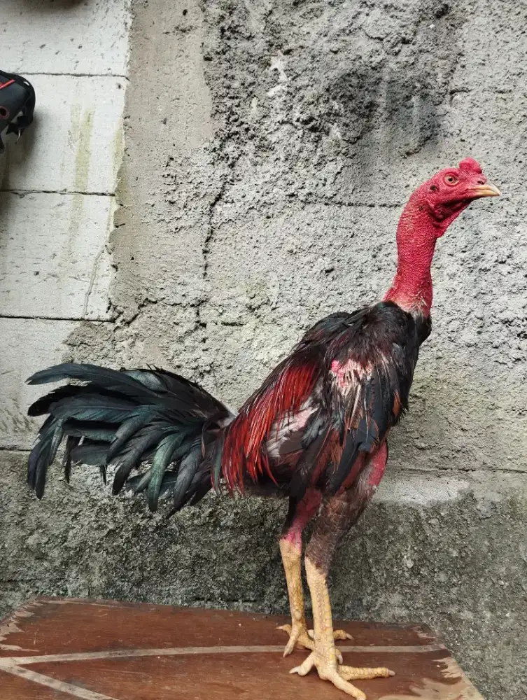 Ayam bangkok tehnik
