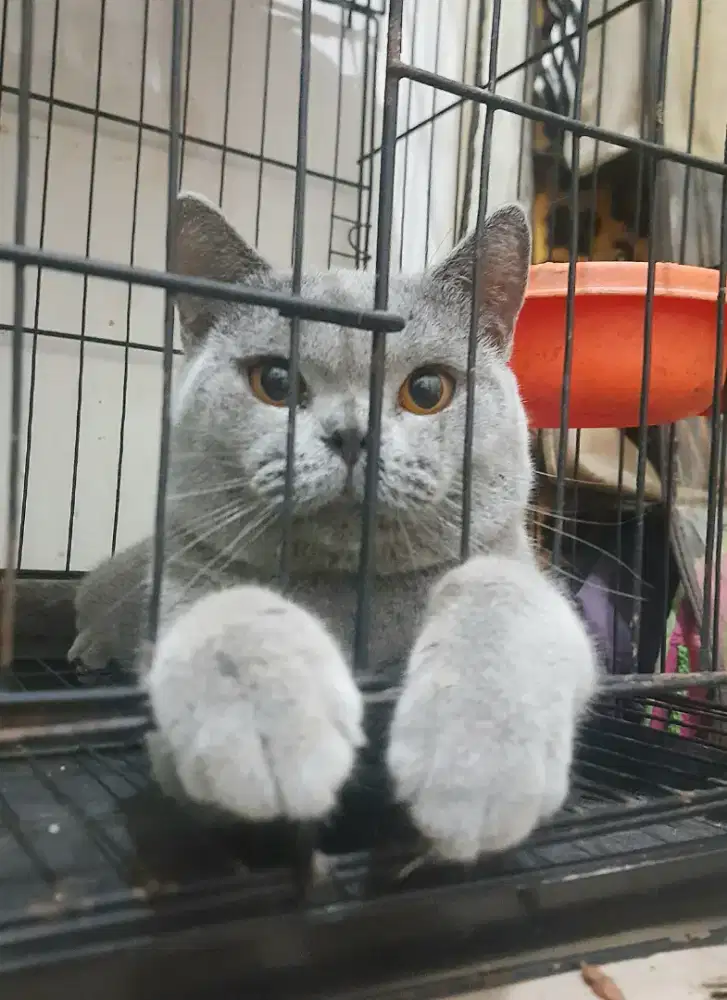 Kucing Bsh jantan