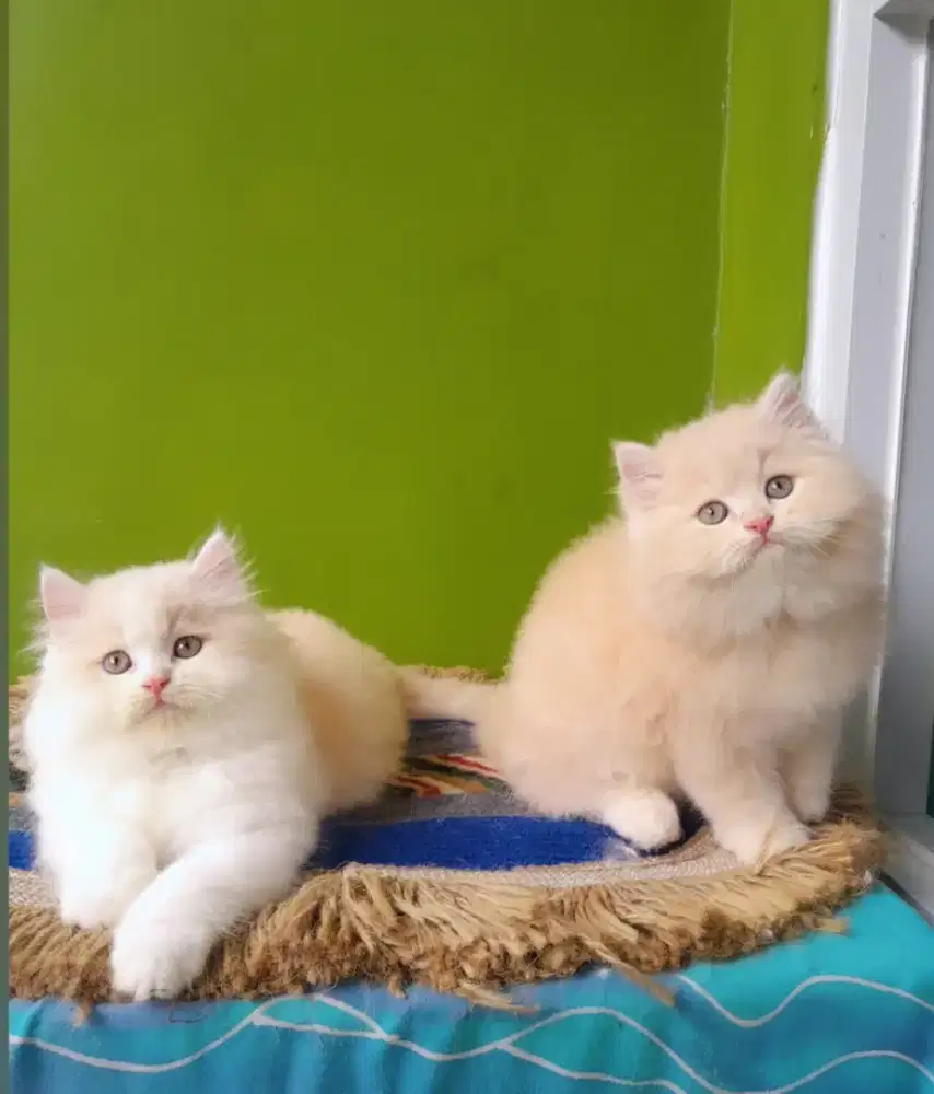 kitten persia kucing persia