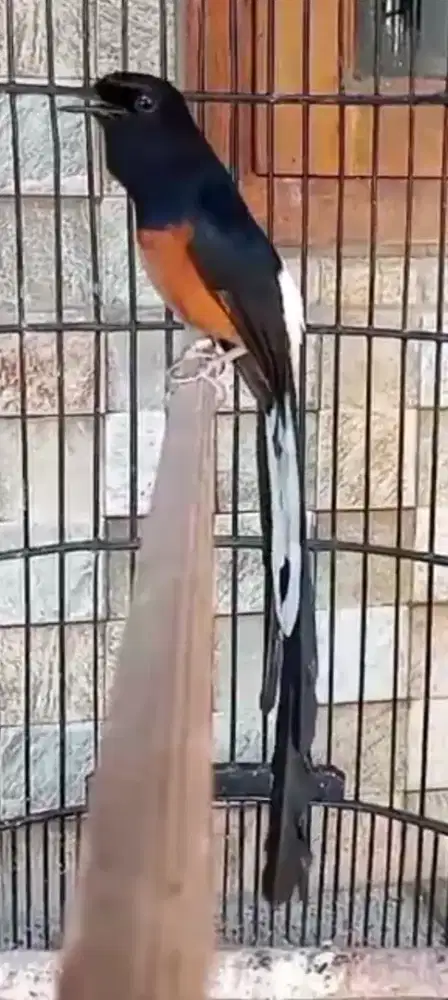 Muray batu eks prestasi ekor 25