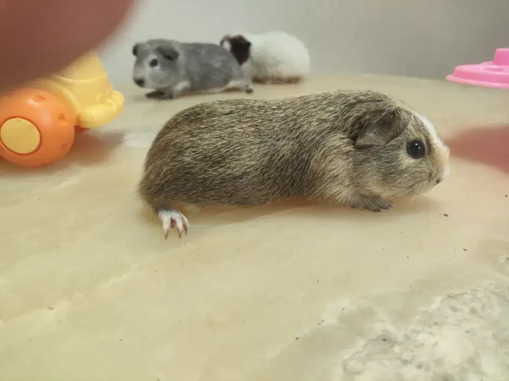 Guinea Pig Sawangan Depok
