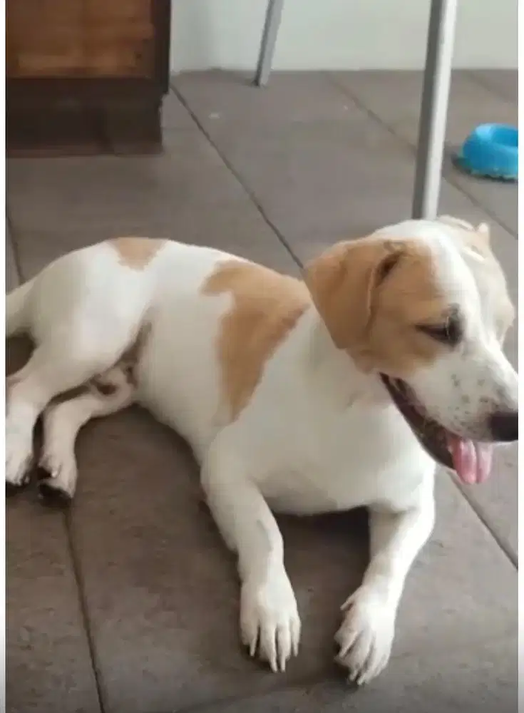 Free Addopt Anjing Pitbul x Korgi jantan sehat sudah vaksin