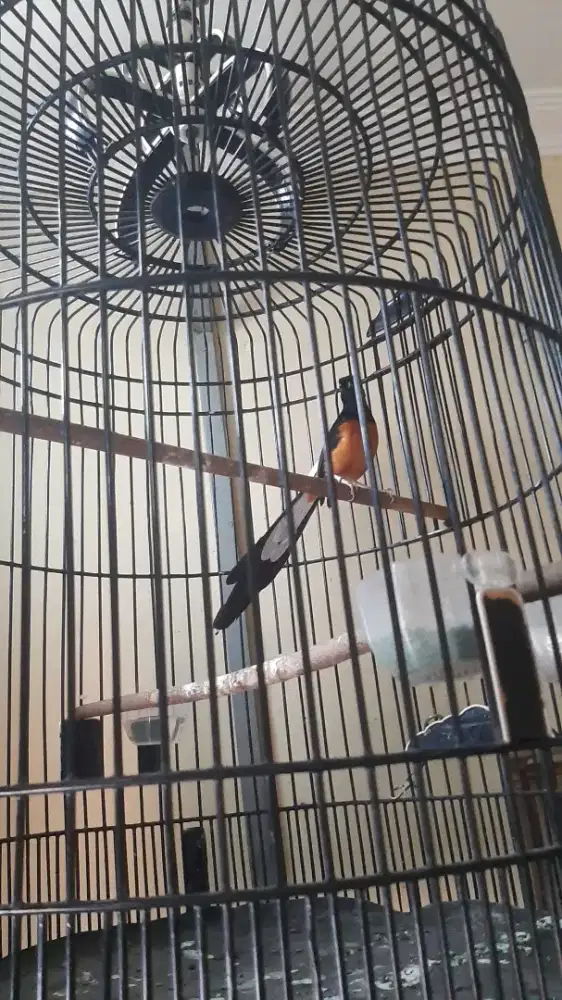 murai ekor panjang 22 daun lebar