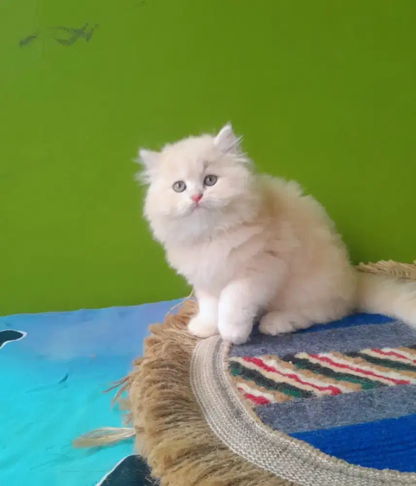 kucing persia #kitten lucu