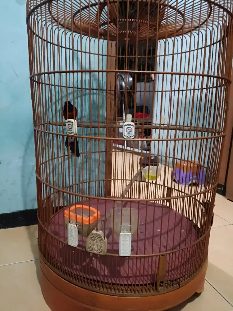 Di jual burung murai ekor panjang