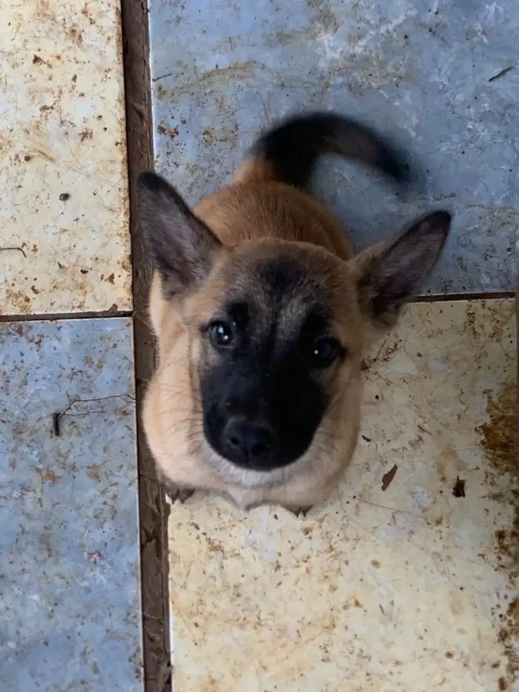 JUAL ANAKAN ANJING MIX