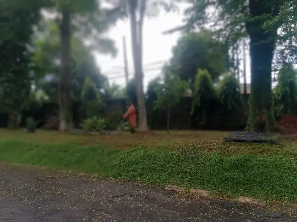 Jasa potong rumput taman mangkas pohon