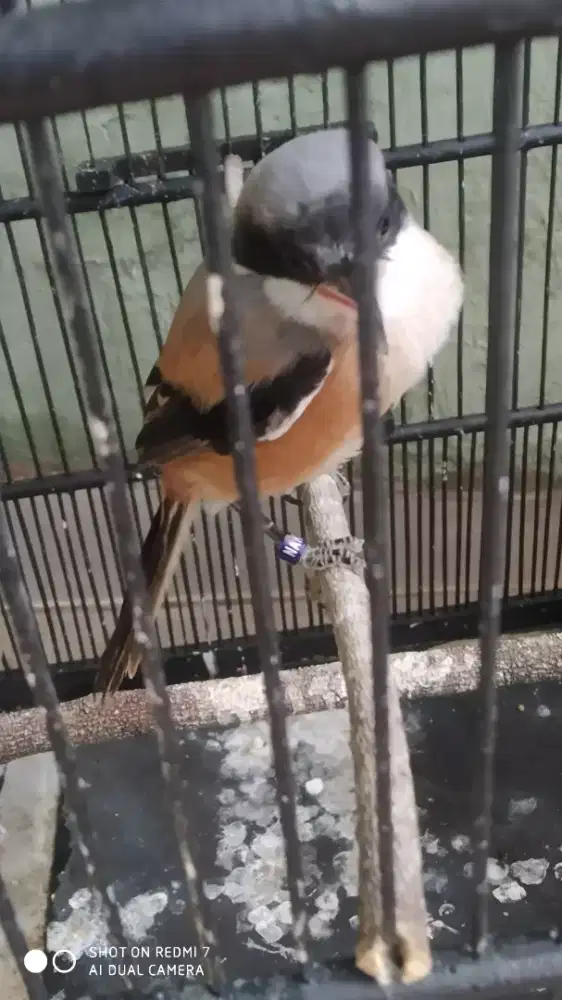 Cendet lepas totol bunyi