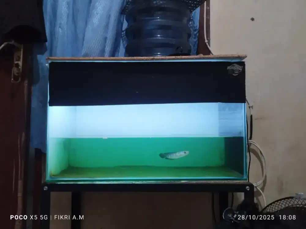 Aquarium size 60x35x30 Nego sampai deal