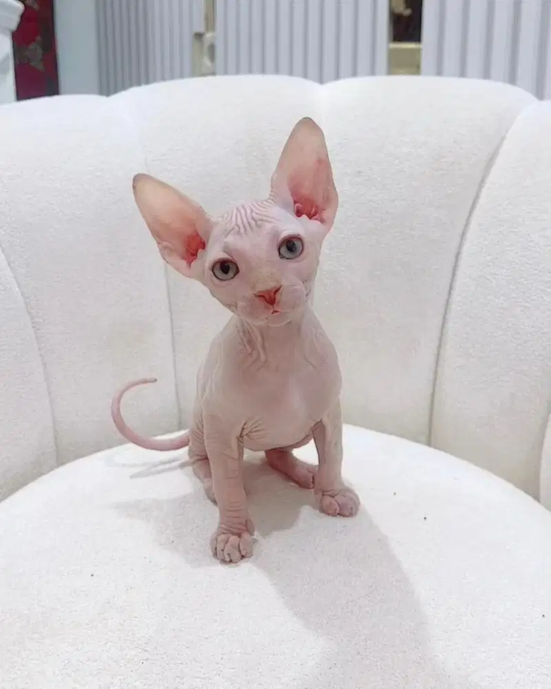 Sphynx kitten  female 2 bulan