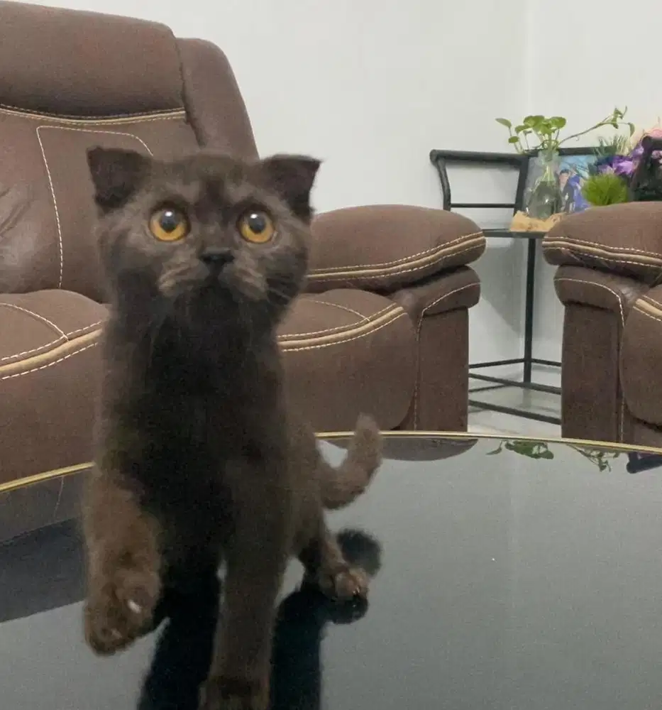 British short hair scottish fold