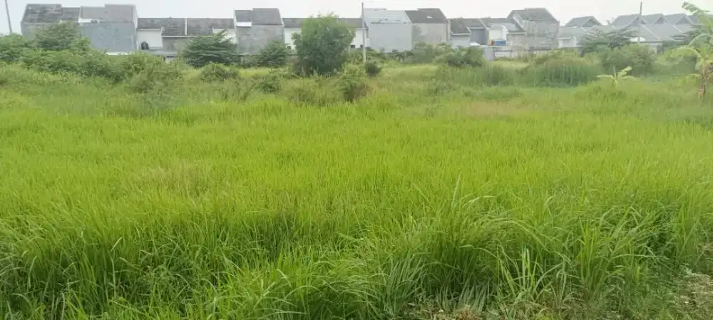 Tanah bringkang dusun talun