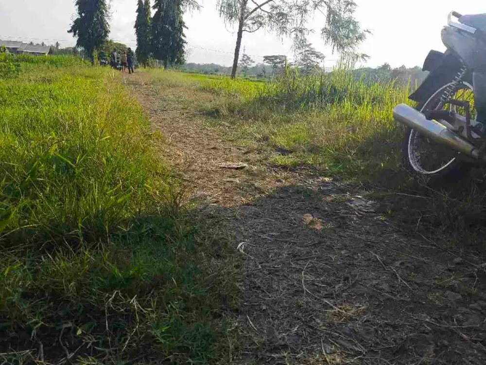 sawah minggir