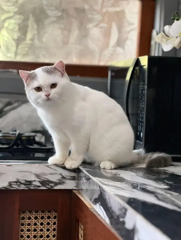 Merawat Kucing dan Bersih Kandang