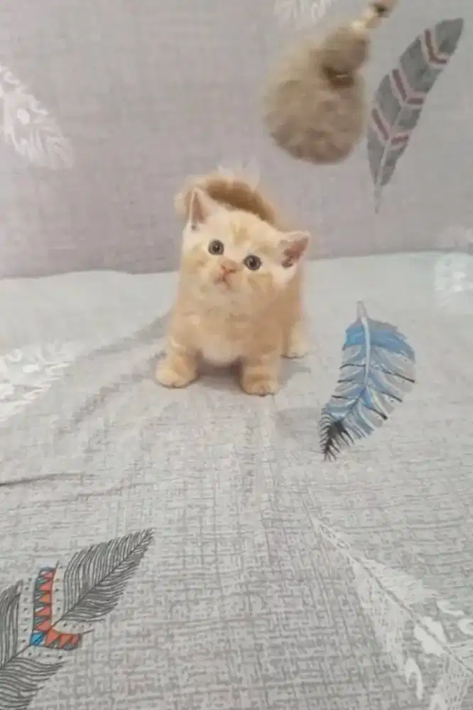 Munchkin Bsh open book