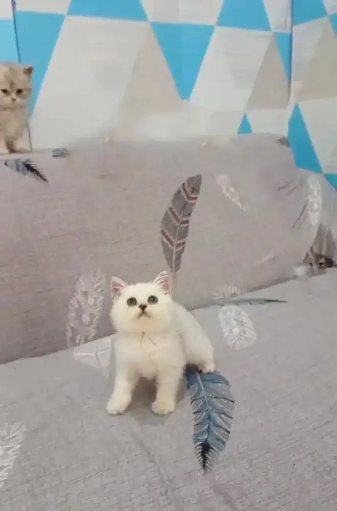 Kitten Bsh silver open booking