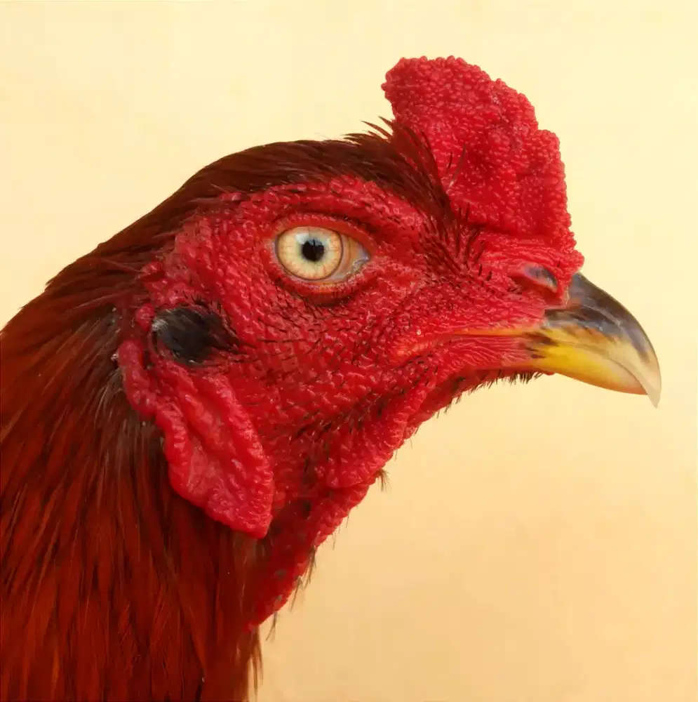 Ayam Line Bk x Magon, Umur 1 Tahun, Ukuran 5 Full, Tulang Kasar