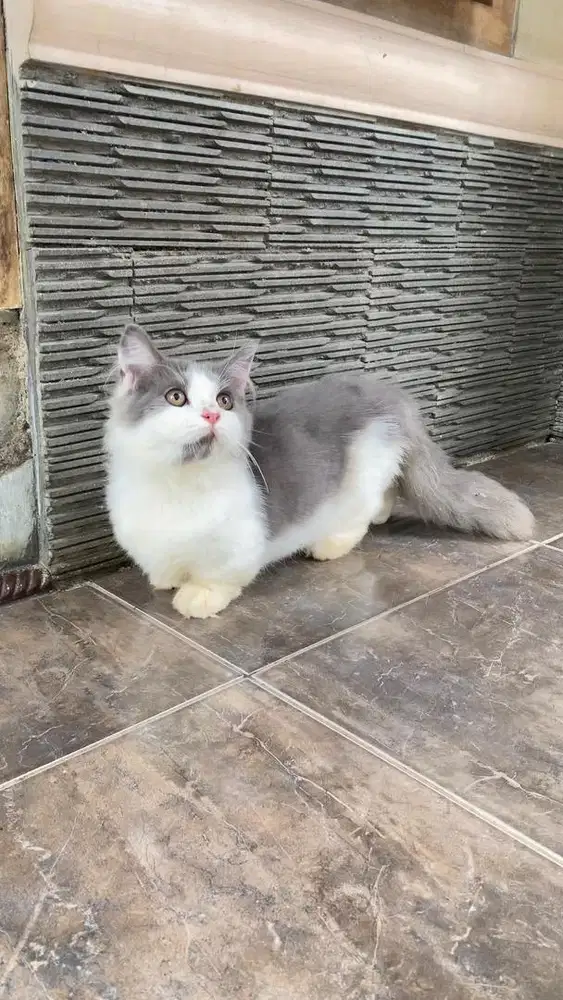 Kucing kitten munchkin minuet british shorthair