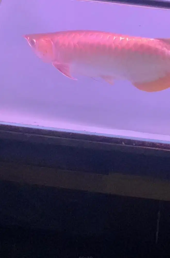 Ikan arwana super red