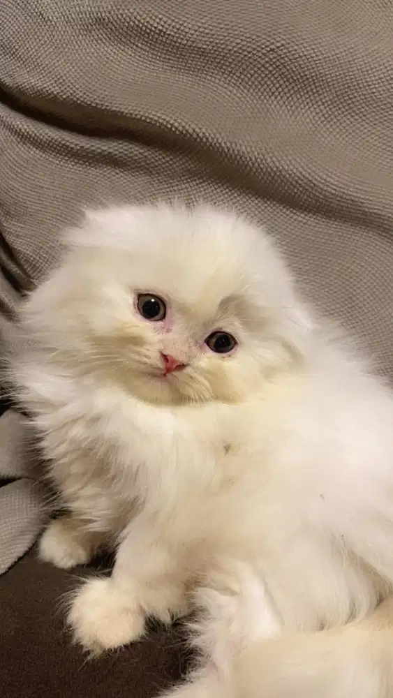 Kucing Scotish Fold White