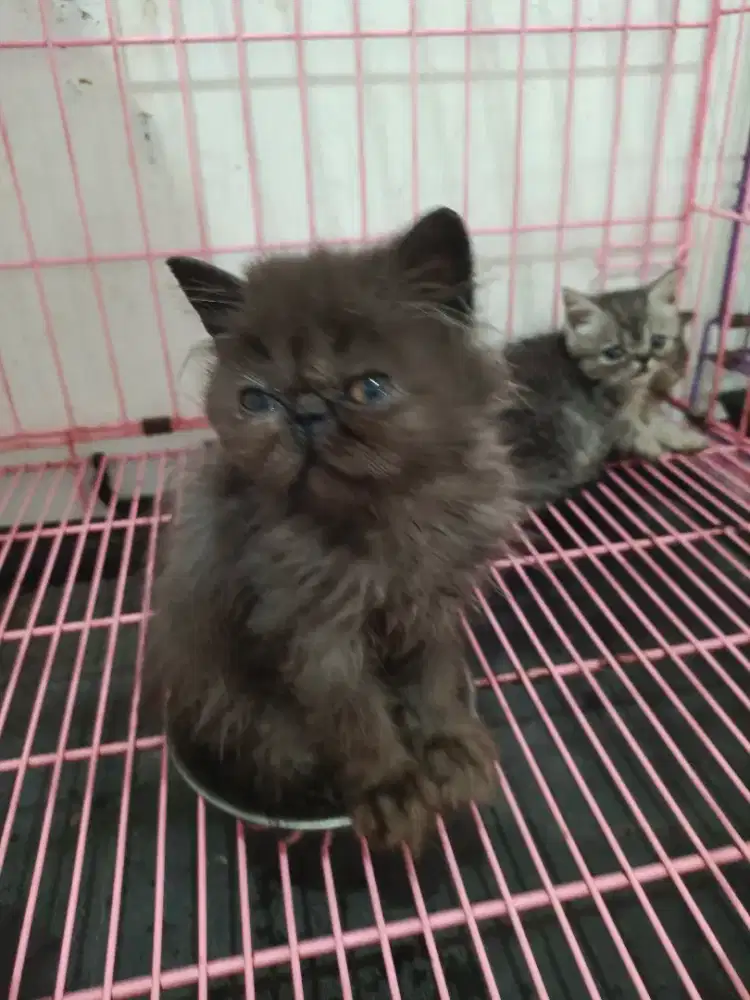 Betina peaknose black smoke