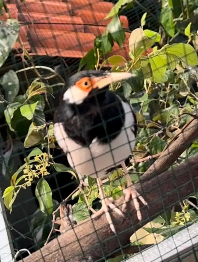 JALAK SUREN JANTAN SUPER GACOR