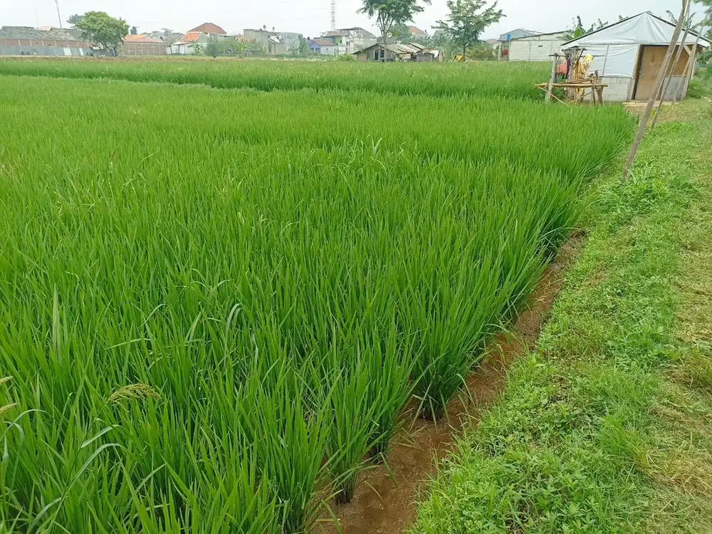 DIJUAL TANAH KAVLING