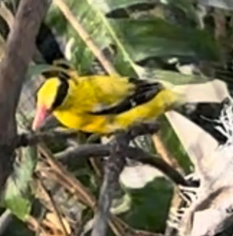 Kepodang Emas jantan gacor