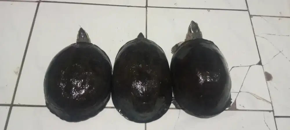 Assalamualaikum wr wb. Di jual 3 kura-kura Ambon