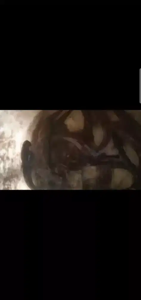 Agen/pengecer ikan gabus dan belut