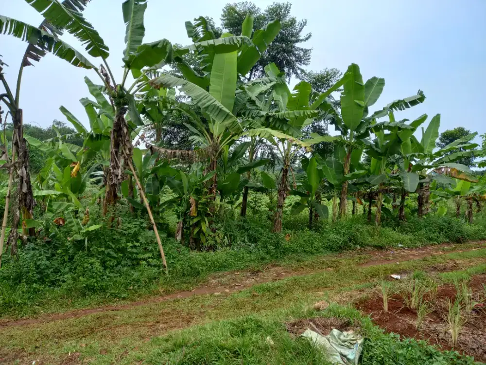 Dijual butuh,cepat dan murah Tanah kebun