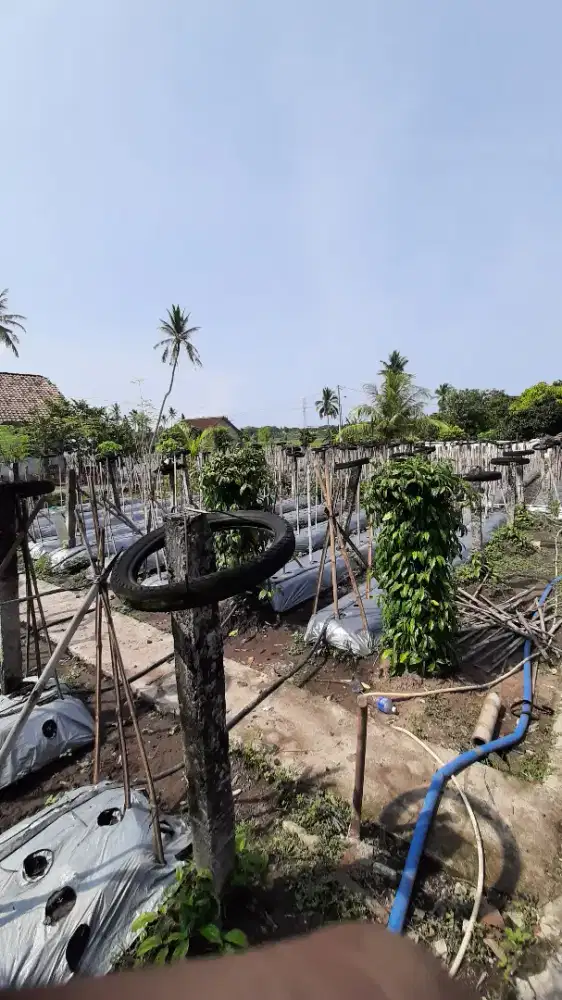 Cabe jawa kering 250g